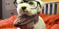 Hipster dog has artisanal AM station