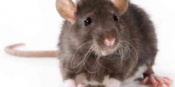 “Rats!” Canadian listeners debate commercials on Radio 2 and Espace Musique Zemanta Related Posts Thumbnail