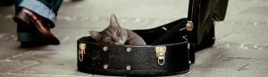 Cat in violin case.