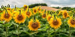 Flowering of Community Radio in the 2010s