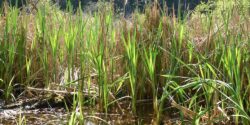 Image of wetland where recording were made by Wetland Project