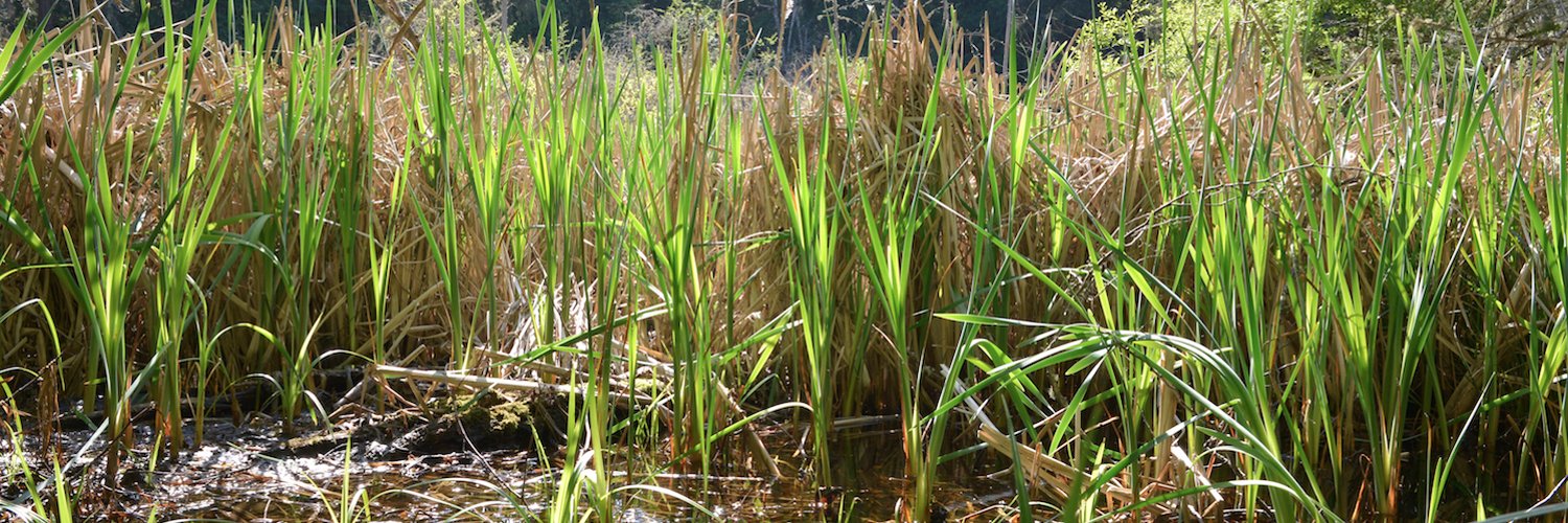 Wetland-Project.jpg